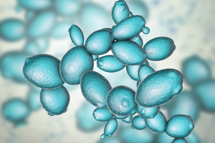 A scanning electron microscope image of baker's yeast cells.