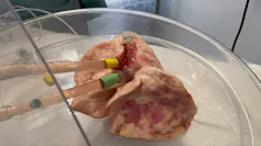 The lungs used in the study.