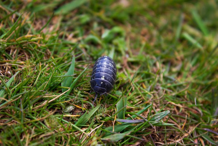 Close-up woodlouse in the grass.