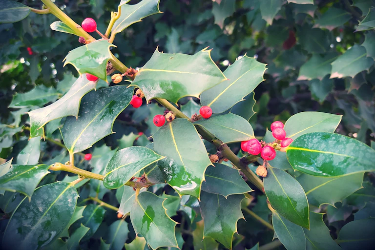 Acebo (hojas y frutos).