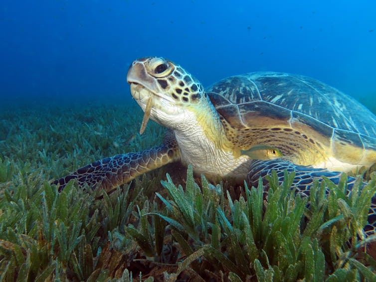 A turtle chewing on seagrass in a meadow.