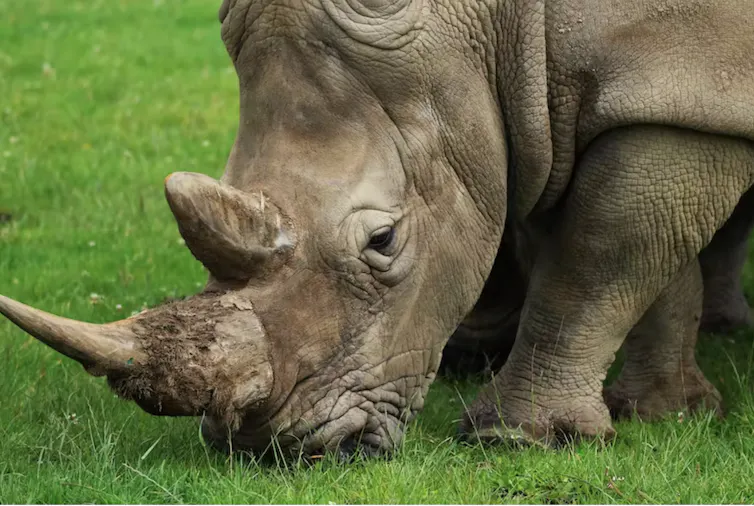 rhinocéros qui broute de l’herbe verte