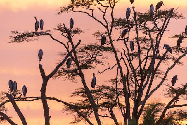 A large branching tree with 20 storks silhouetted against sunrise
