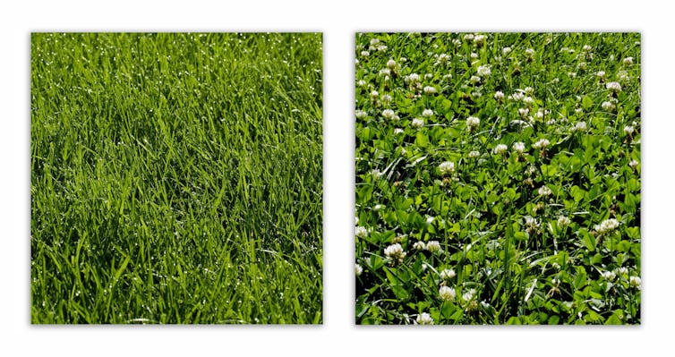 Two photos of lawns, one with one type of grass, the other with multiple grasses and clover.