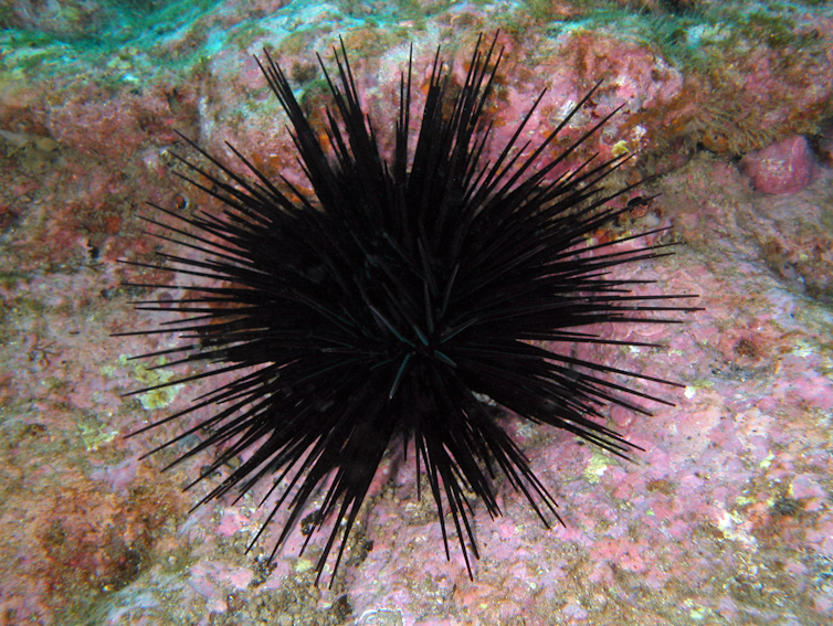 Long-spined sea urchin close-up