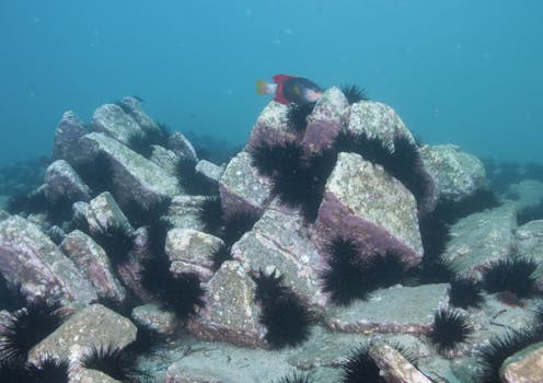 Sea urchins have invaded Tasmania and Victoria, but we can’t work out what to do with them