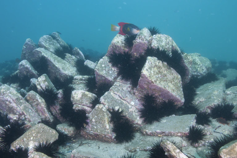 Black urchins on rocks