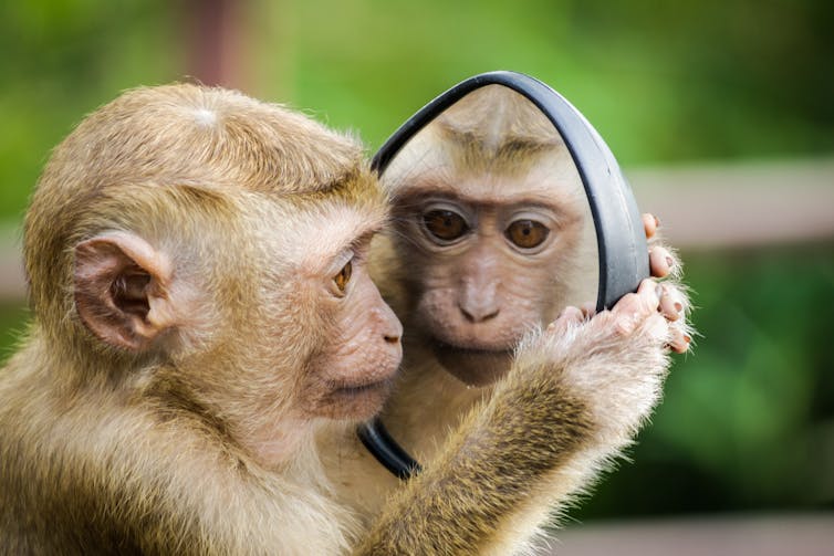 A small tan monkey holds a mirror to its face and looks at the image.