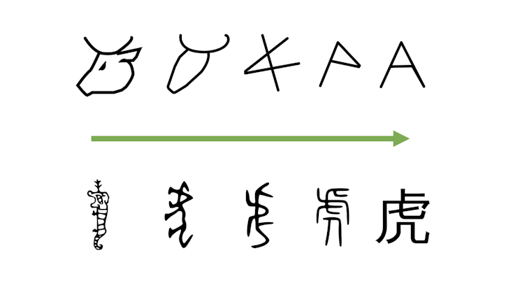 Diagram depicting changes in the sign for the letter beginning with an ox head and ending in a capital letter A. Below it is a diagram showing the evolution of the Chinese character for tiger from a picture to a character.