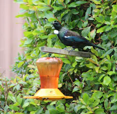 A tūī waiting at a bell-shaped sugar-water feeder.