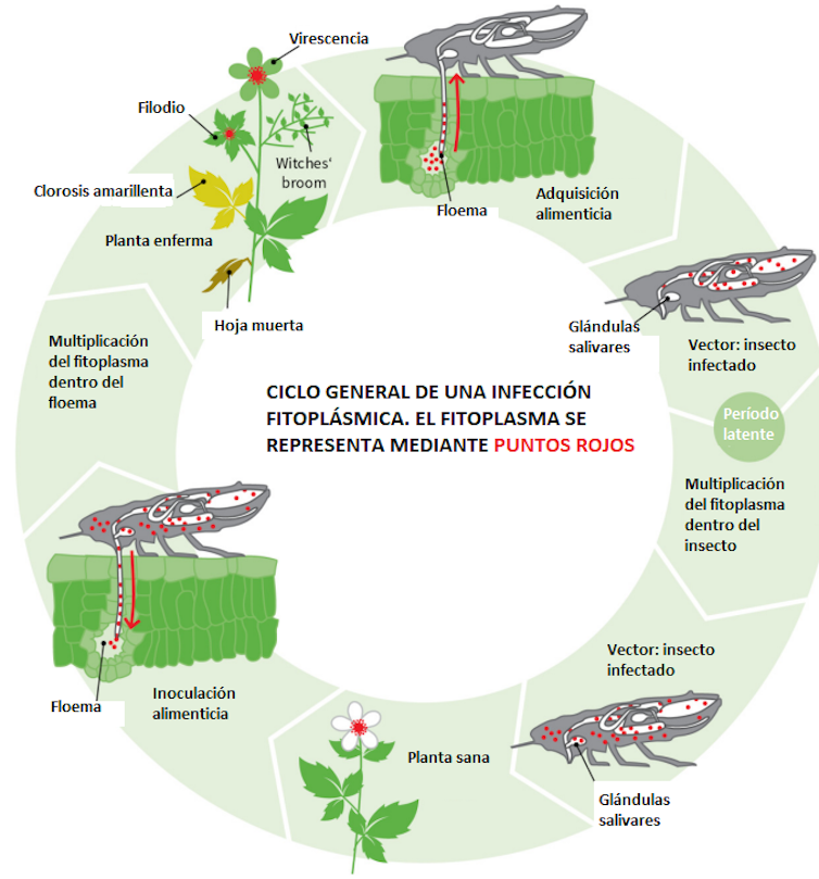 Ciclo de un fitoplasma. Los transmisores son unas chicharrillas o saltahojas, unos insectos succionadores de la familia Cicallediae.