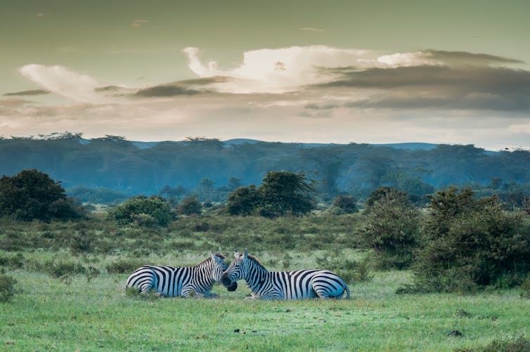 Deux zèbres dans une savane du Kenya