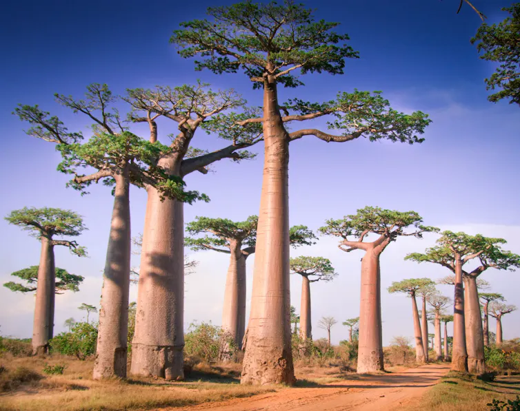 Allée de baobabs