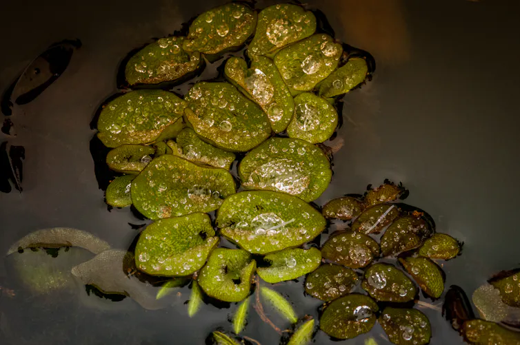 Plantes aquatiques