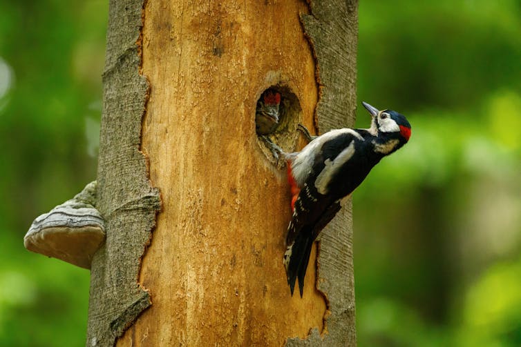 A woodpecker feeding chicks in its nest in a hole of a tree.