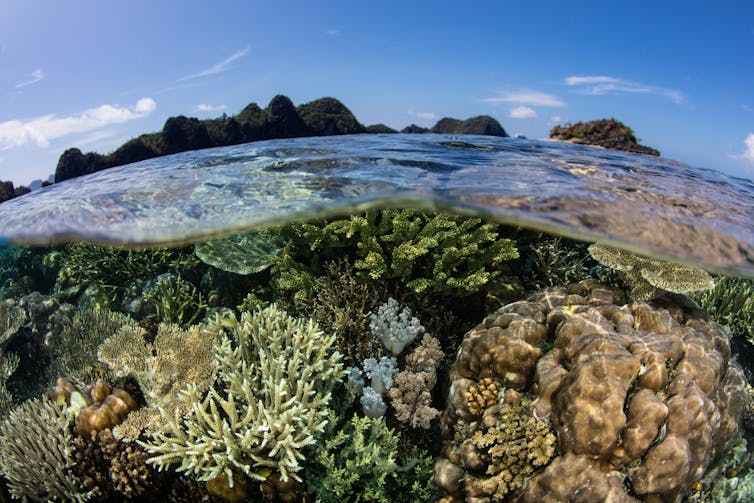 A coral reef with an island visible above the ocean surface.