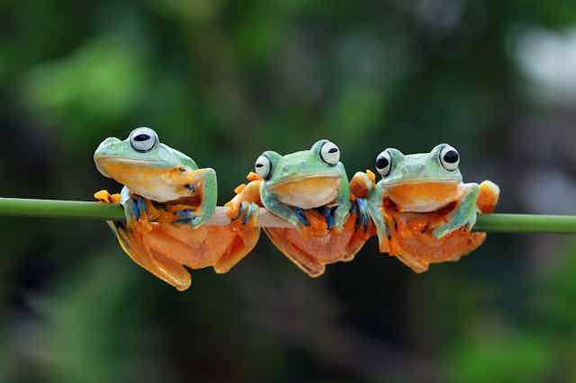 Three green-and-orange frogs clinging to a branch.