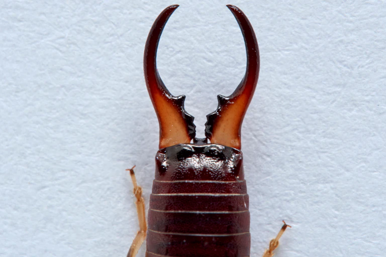 Common earwig or European earwig in a white background.