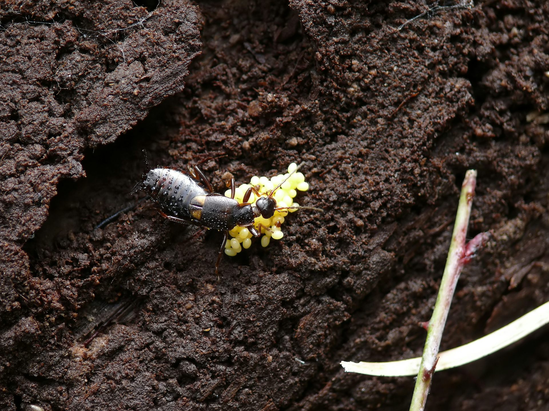 Female earwig protecting her eggs