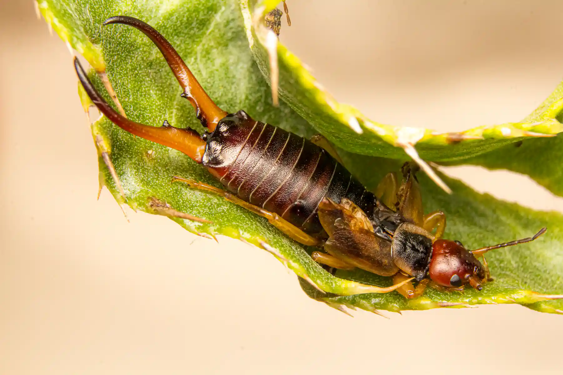 Earwig Types Insecticide Earwigs are the hero single mothers of the insect world – and good for ...