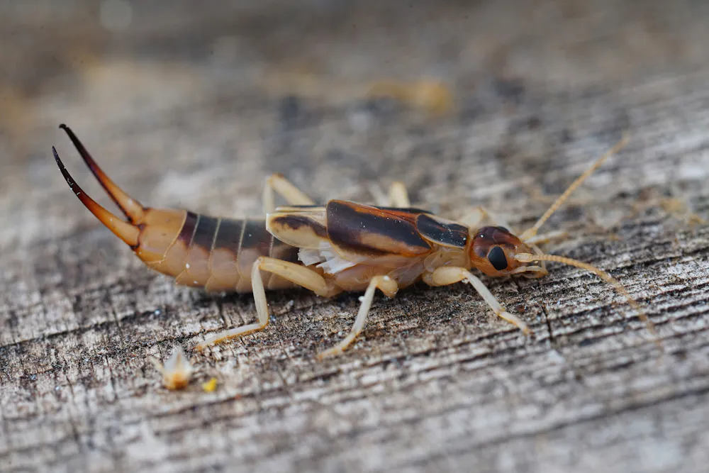 Earwigs are the hero single mothers of the insect world – and good for ...