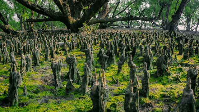 Mangrove root systems