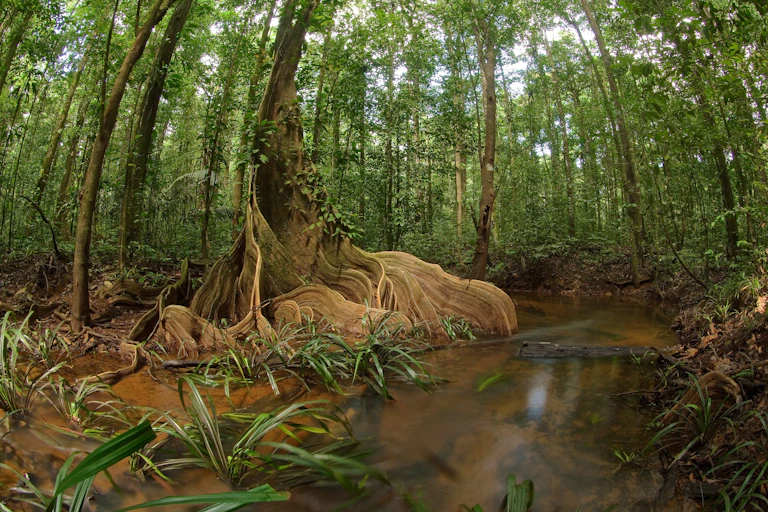 Photo d’un sous-bois en Guyane française