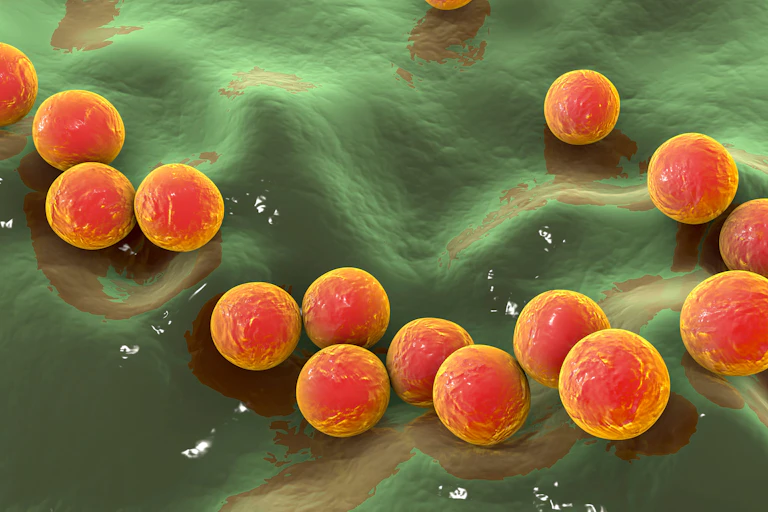 Strep A bacteria