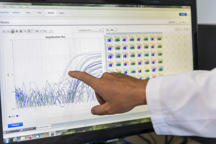 Présentation des résultats d’une analyse qPCR sur un écran d’ordinateur.