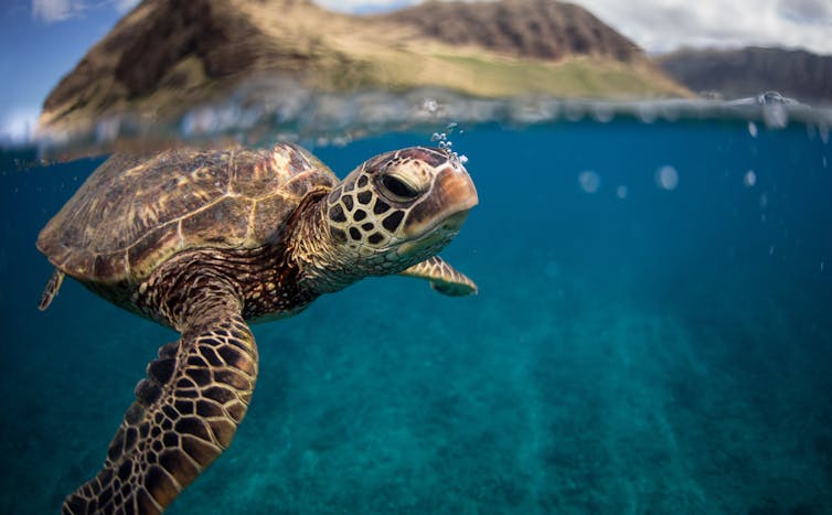 A green sea turtle underwater on a coral reef.