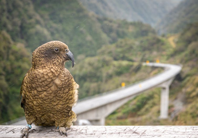 Closeup shot of native Nestor Kea located only on South Island of New Zealand