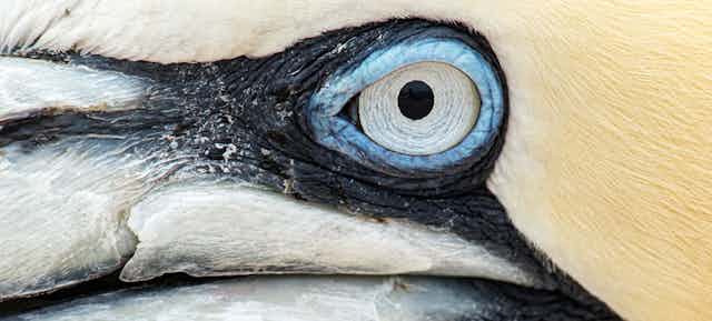 Northern Gannet (Morus bassanus) close up portrait.