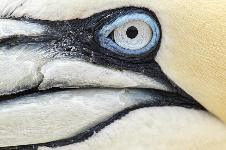 Northern Gannet (Morus bassanus) close up portrait.