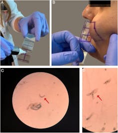 A four-image panel showing glowed hands applying glue to a slide, then pressing the slide to someone's cheek, and then showing little curly blobs in microscope close-up