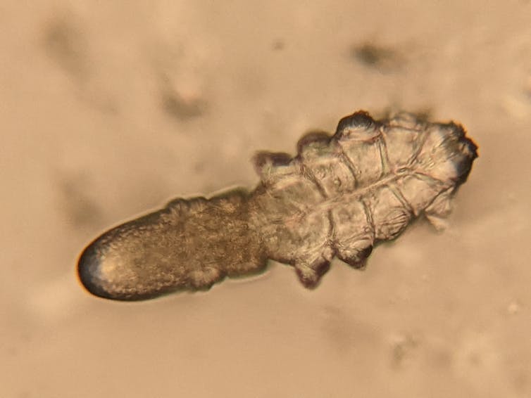 A sepia image with a translucent elongated creature in the centre, with roughly six stubby appendages on one end