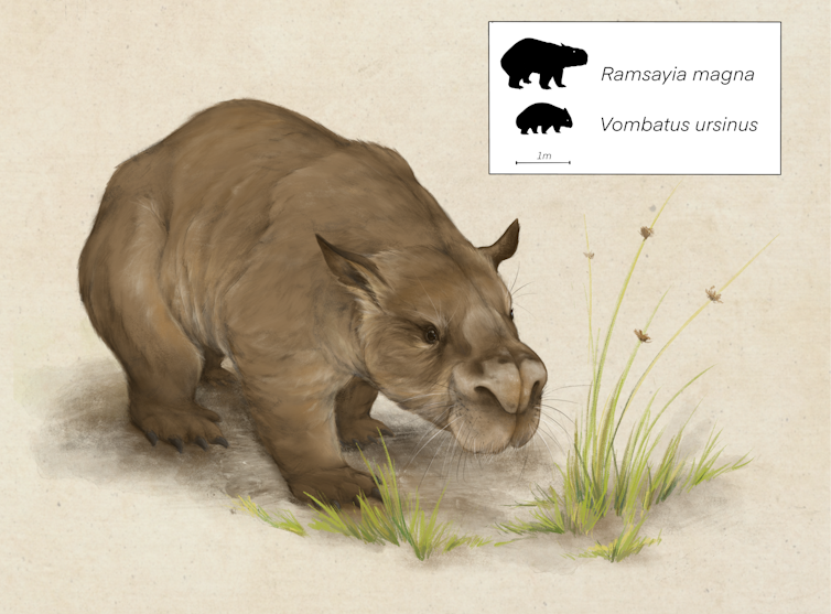 Drawing of a brown, stumpy animal with dog-like ears and a very large snout