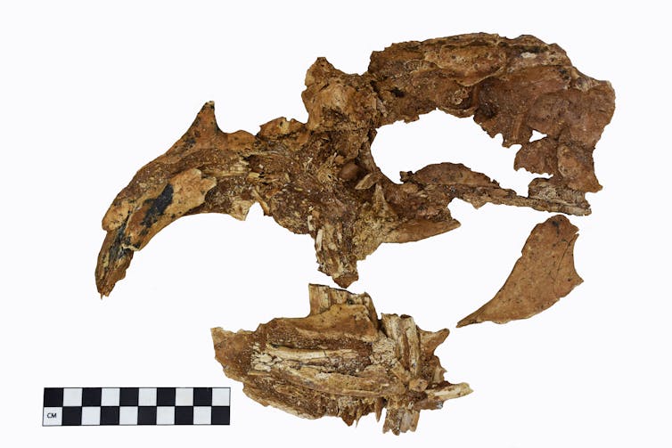 Yellow crumbly-looking bone fragments on a white surface, roughly making out the shape of a skull