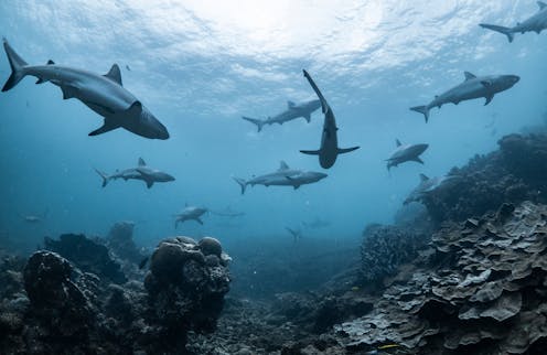 Jailing Indonesians for shark finning in Australian waters doesn't solve the real driver – poverty