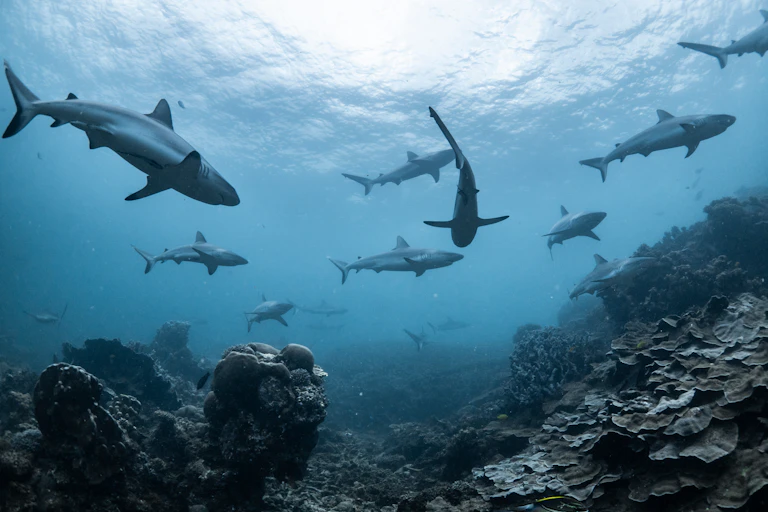 reef sharks