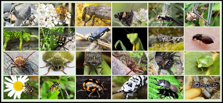 A montage of many different insects