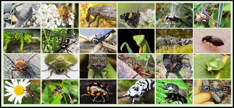 Kimra Insect Class Insecta