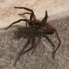 A close-up image of a vagrant spider.