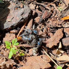Flies settling on chicken poo.
