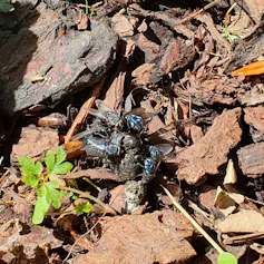 Flies settling on chicken poo.