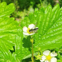 A hoverfly foraging on strawberry blossoms.