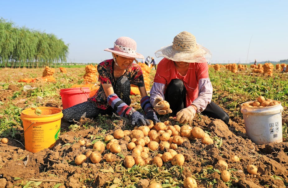 Farmers  in China in a field harvesting a pile of potatoes.