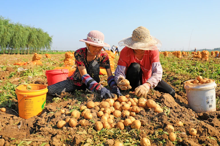 Farmers in China in a field harvesting a pile of potatoes.