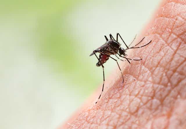 The 10 Best Mosquito Bite Relief Products of 2024