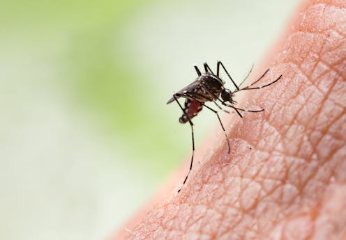 Mosquitoes are not repelled by vitamins and other oral supplements you might take