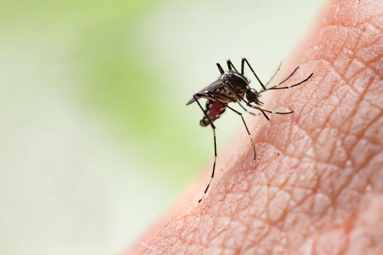 closeup of mosquito poised on skin